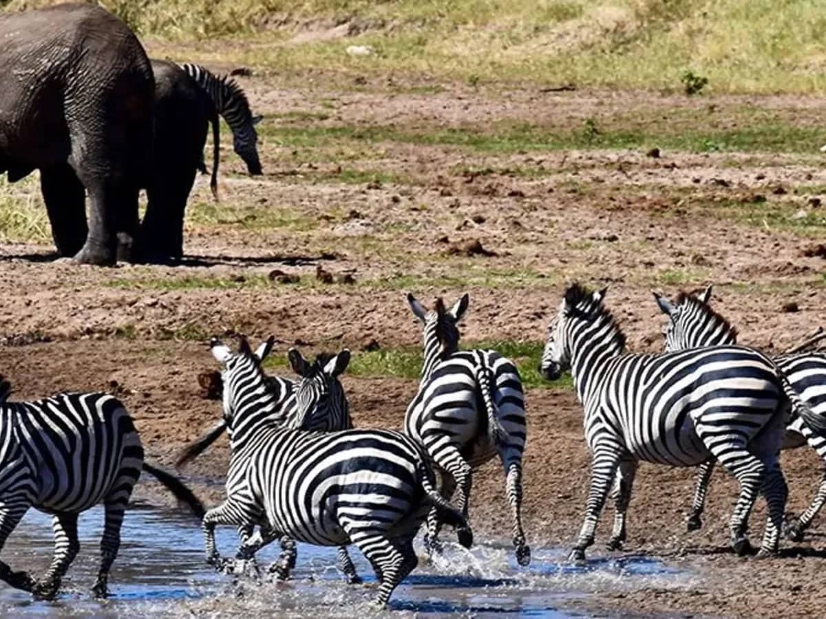 Zebra elephant water
