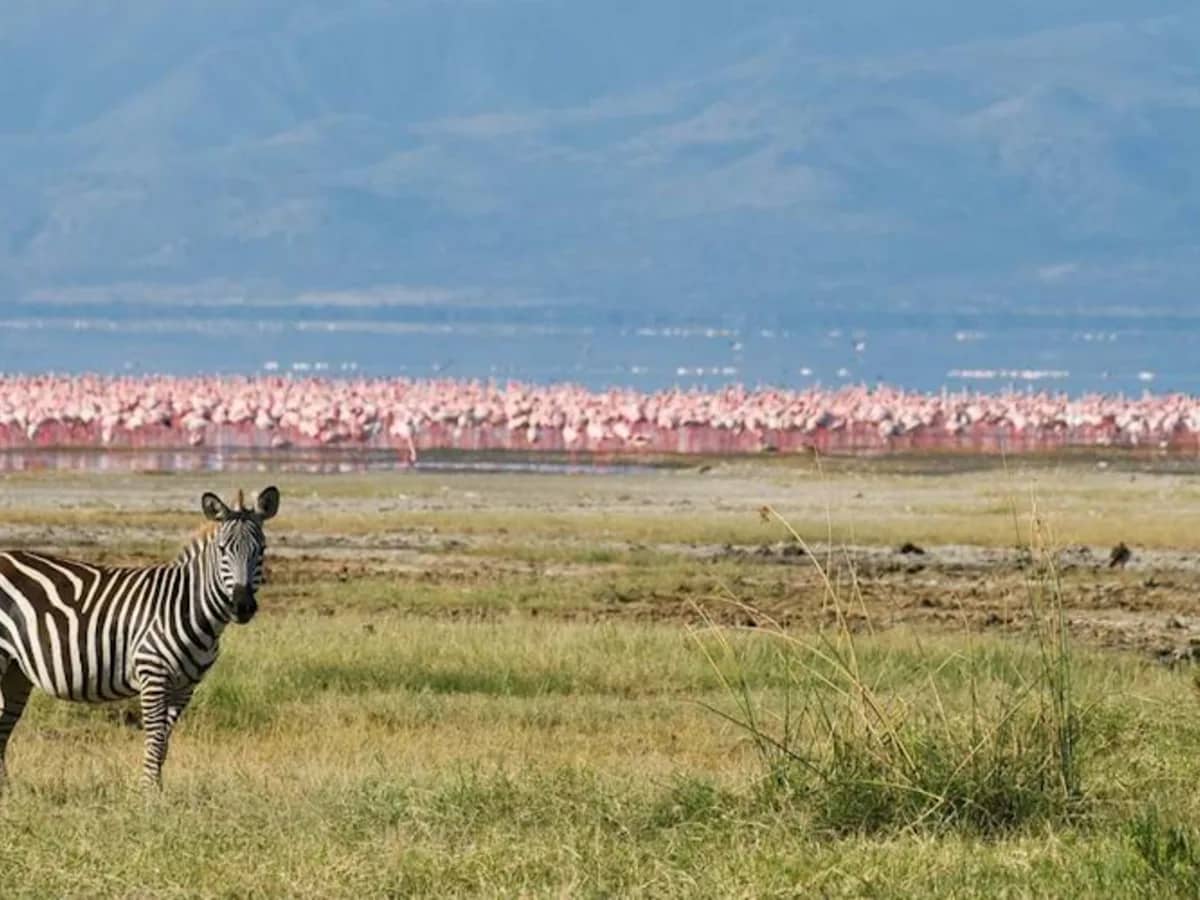 Zebra flamingo lake