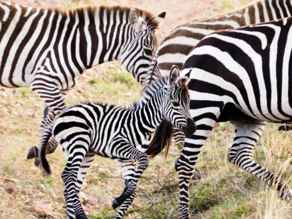 Zebra foal seen during an East African safari