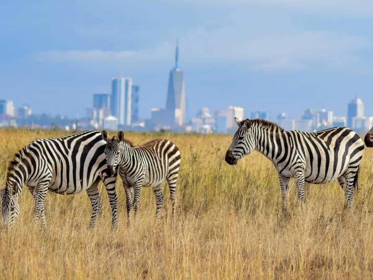 Zebra nairobi skyline nairobi national park
