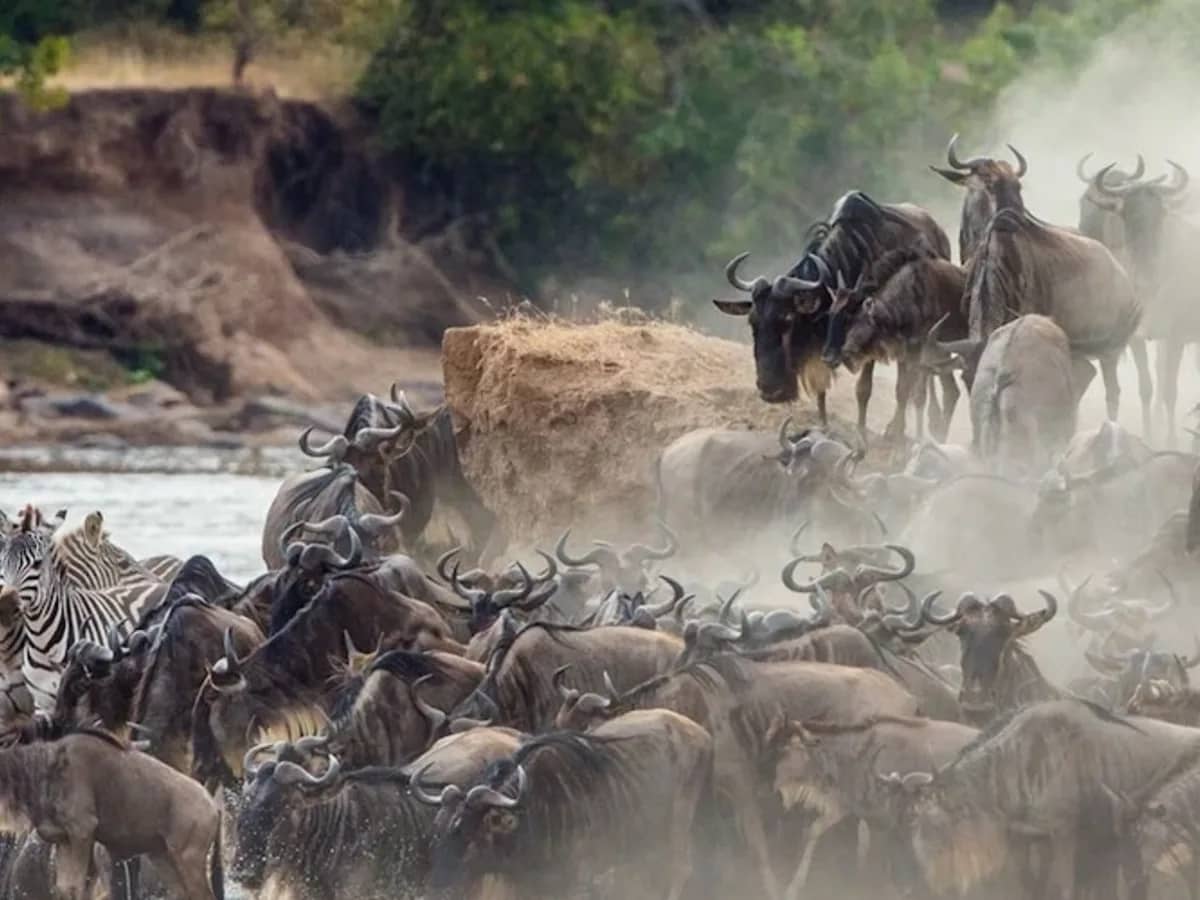 Zebra wildebeest river crossing