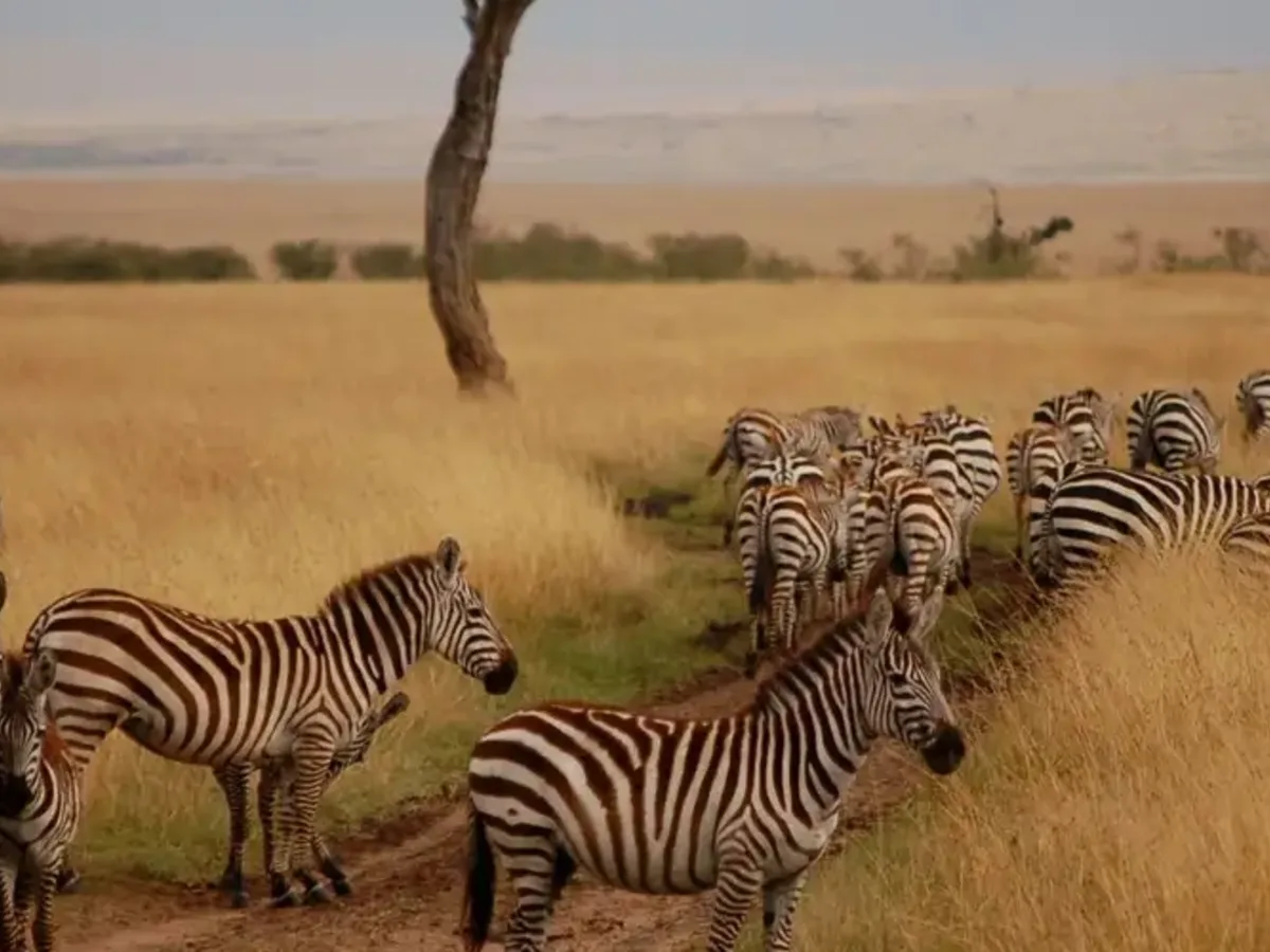 Zebra wildebeest savannah