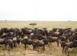 3 days budget holiday safari masai mara