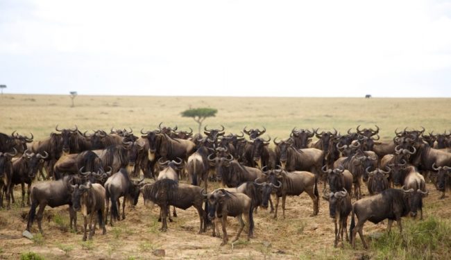 3-DAYS BUDGET HOLIDAY SAFARI MASAI MARA 3 days budget holiday safari masai mara
