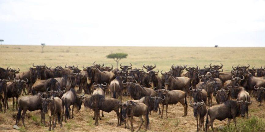 3 days budget holiday safari masai mara