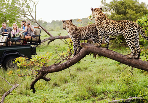 Kenya - Tanzania Safaris | Best of Africa safari holidays | Budget Holiday  Safaris