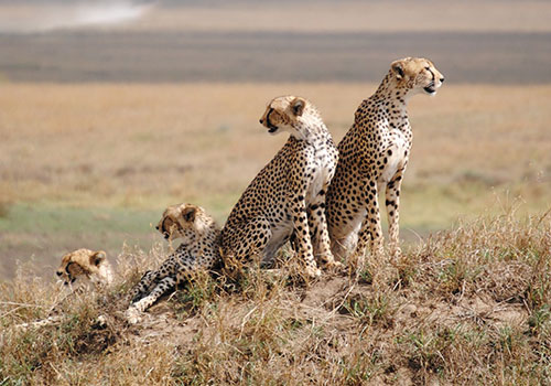 3 DAYS MARVELOUS TANZANIA CAMPING SAFARI