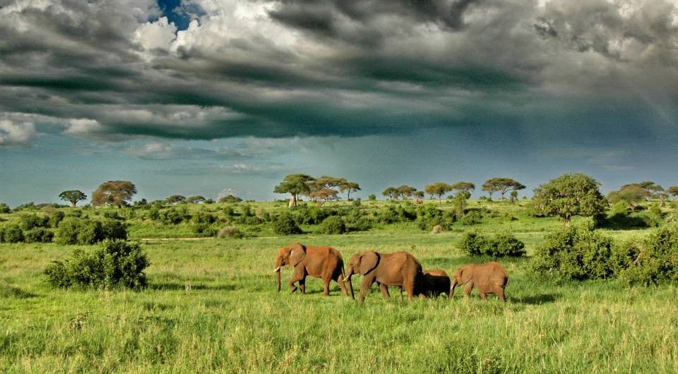 Tarangire-elephants-scenery-region