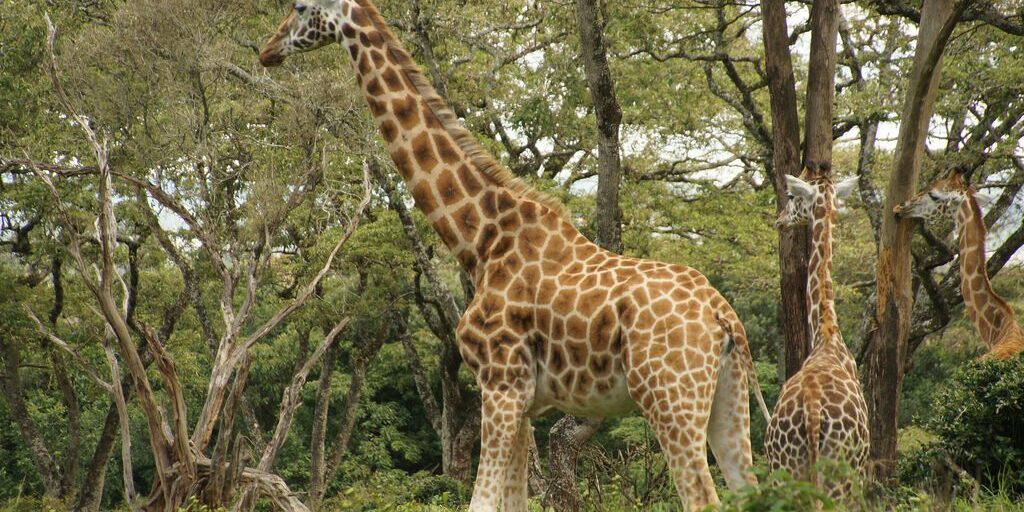 Meet the Mr giraffe here before you come into a close contact with them