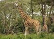 Meet the Mr giraffe here before you come into a close contact with them