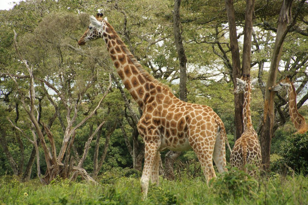 Meet the Mr giraffe here before you come into a close contact with them