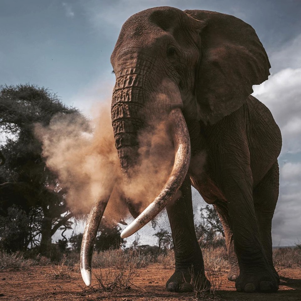 Witness the African Elephant while on safari in Amboseli