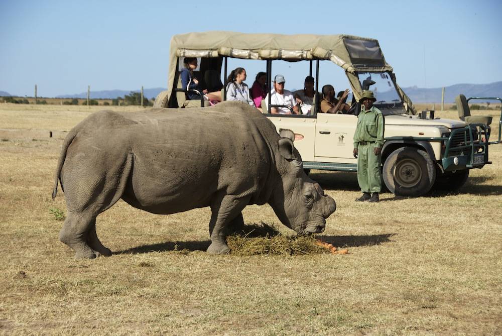 Ol Pejeta Safari