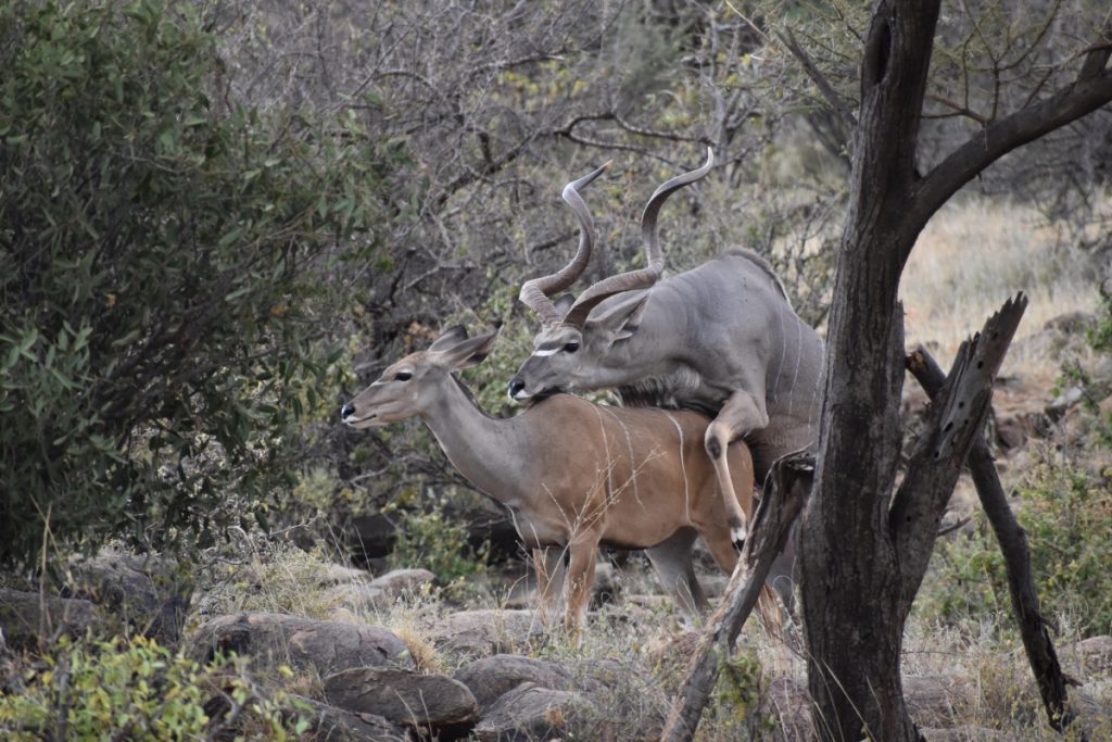 14 days Kenya and Tanzania Budget Holiday Safaris