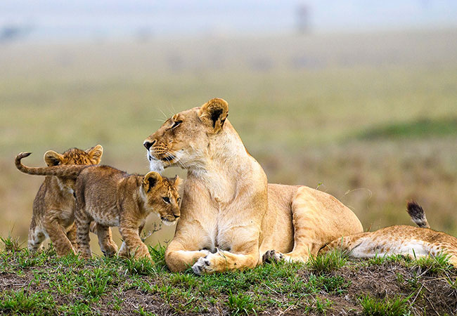 3 days Masai Mara budget holiday safari