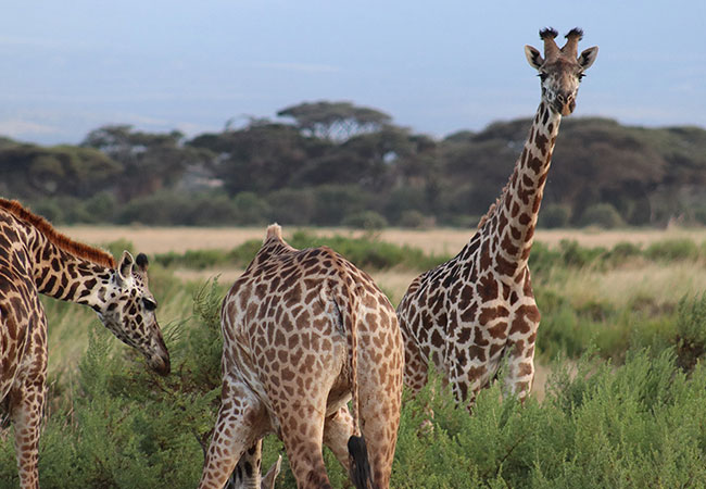 Kenya & Tanzania Budget Safari