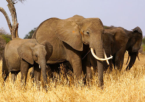 3 days Amboseli Kenya budget safaris