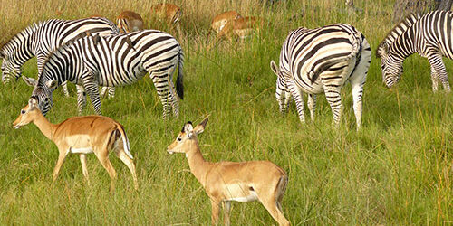 Kenya & Tanzania Safaris 14 Days Romantic East Africa Safari: Samburu /Aberdares/ L. Nakuru/Maasai Mara/Amboseli/Ngorongoro/ Serengeti/L. Manyara takes you to explore the best of Kenya and Tanzania. Live the magic with Budget Holiday Safaris with friends, partner, family, or even solo.