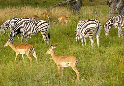 14 Days Romantic East Africa Safari: Samburu /Aberdares/ L. Nakuru/Maasai Mara/Amboseli/Ngorongoro/ Serengeti/L. Manyara takes you to explore the best of Kenya and Tanzania. Live the magic with Budget Holiday Safaris with friends, partner, family, or even solo.