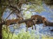 tree-climbing lions in Lake Manyara