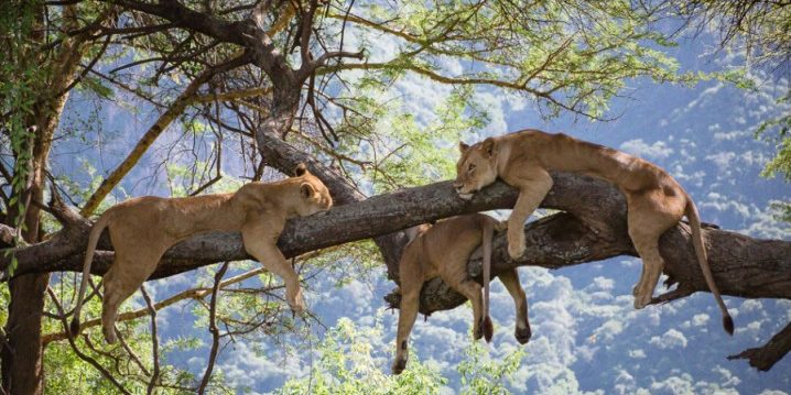 Lake-Manyara-lions tree-climbing lions in Lake Manyara