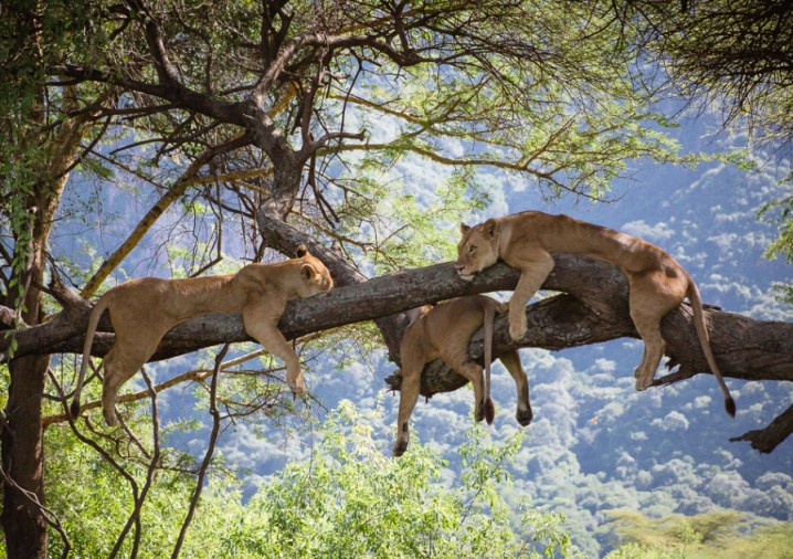 tree-climbing lions in Lake Manyara