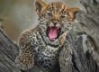 10 days Kenya safari holiday