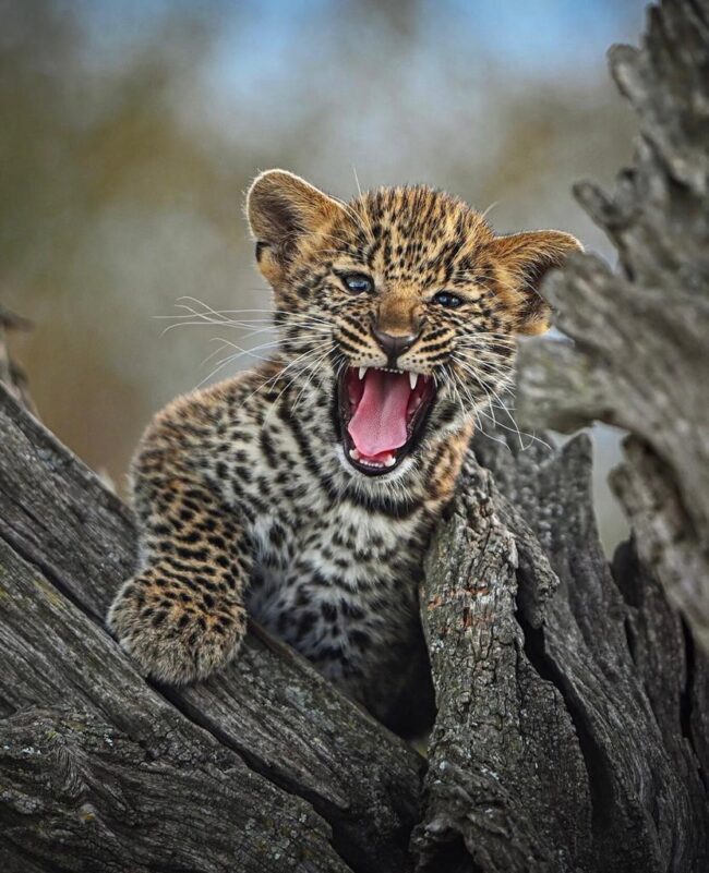 10 days Kenya safari holiday