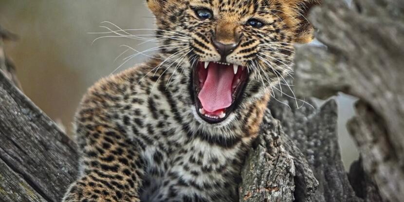 10 days Kenya safari holiday