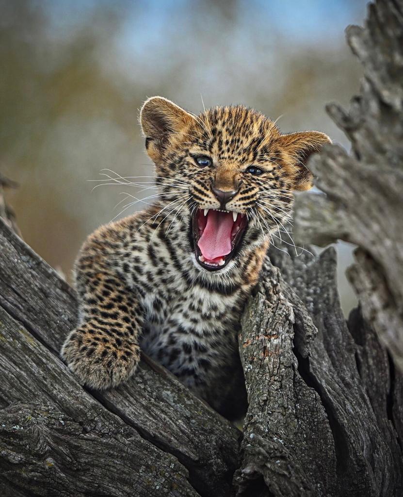 10 days Kenya safari holiday