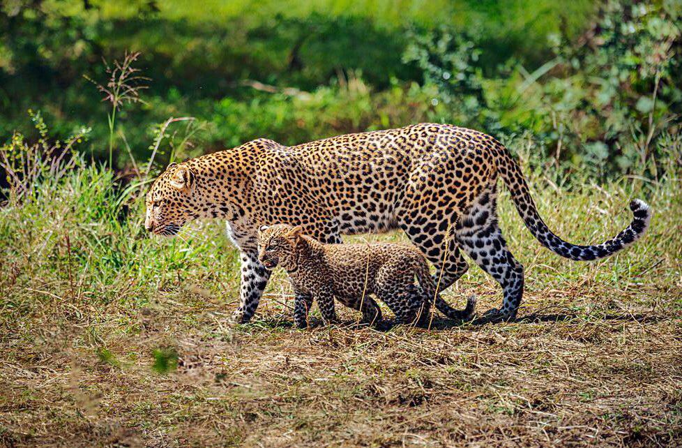 10 days exciting Kenya safari holiday