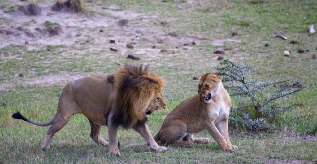 12 days amazing Kenya Tanzania budget safari holiday