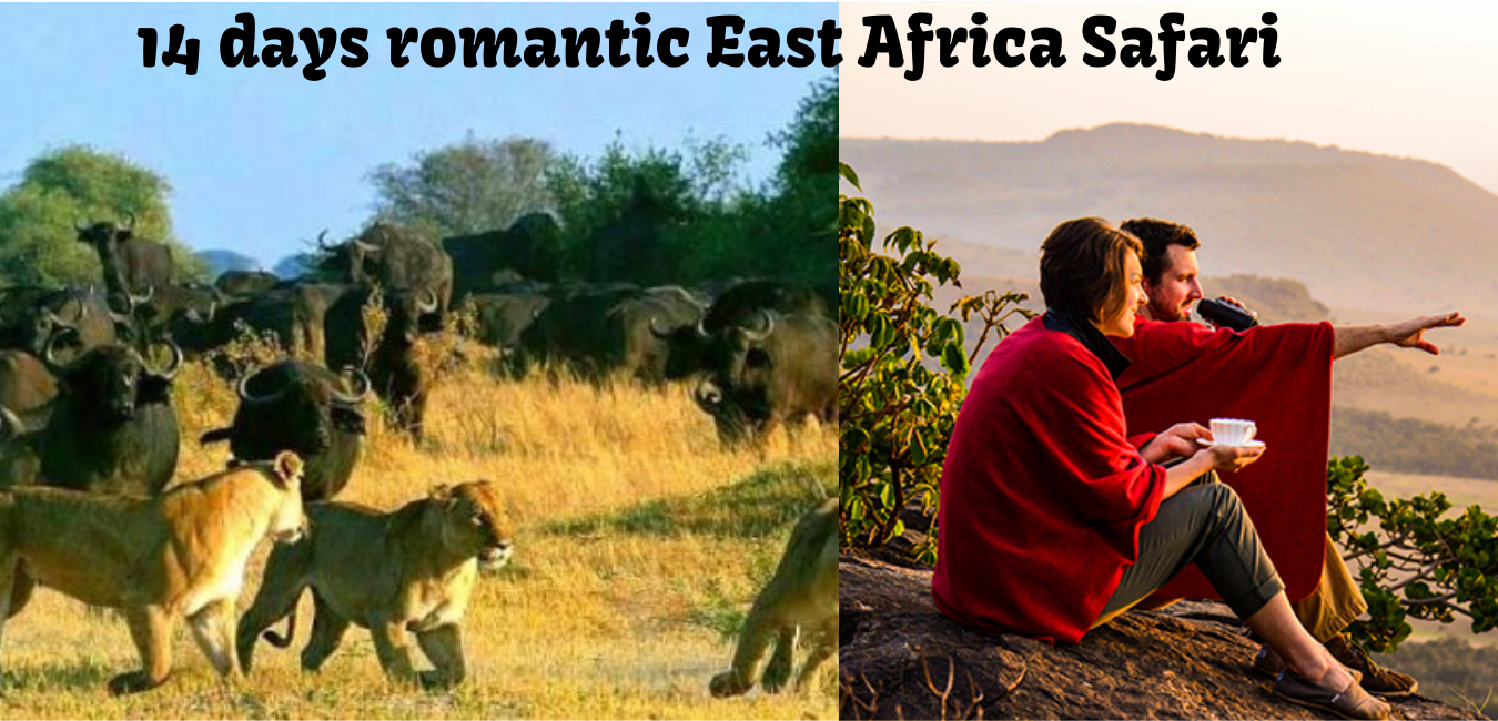 14 days romantic East Africa safari