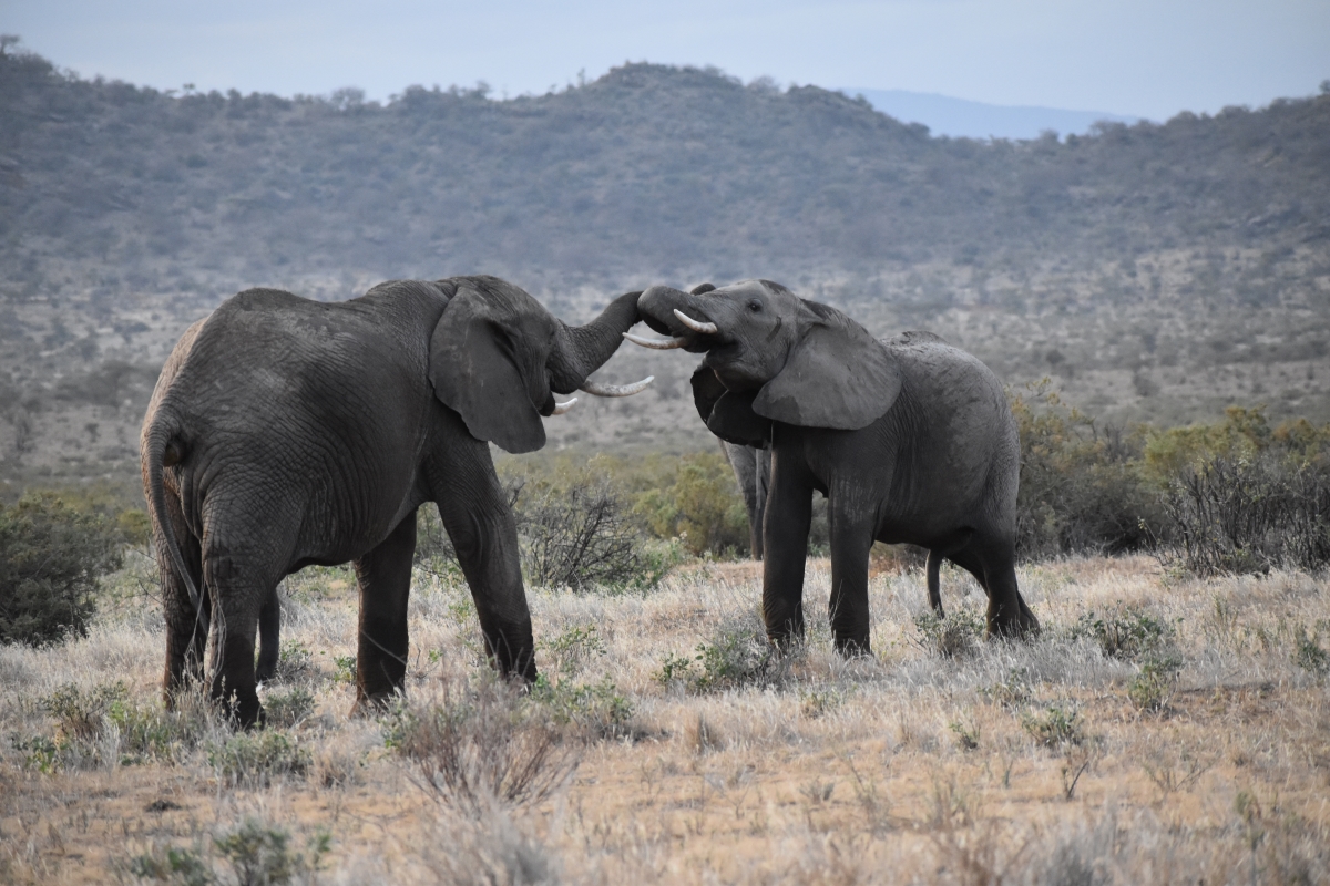 3 days Kenya budget safari Amboseli