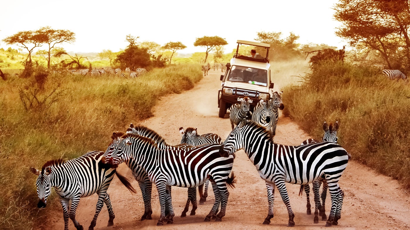 3 Days Marvelous Tanzania Budget Safari Budget Holiday Safaris