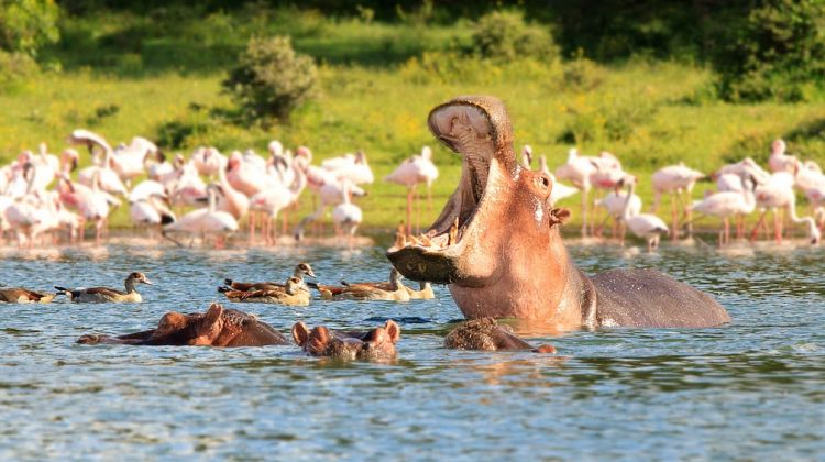 4 day lodge safari Masai Mara-Lake Nakuru