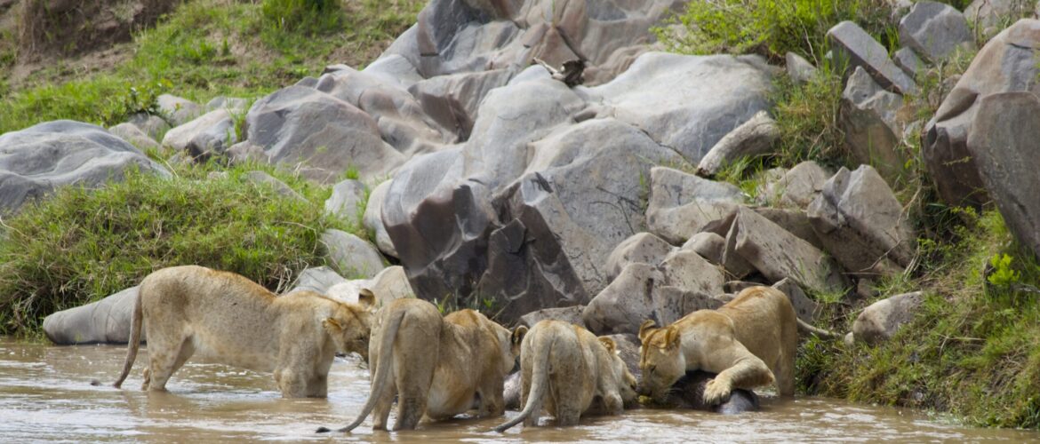 4 days budget safari in Kenya