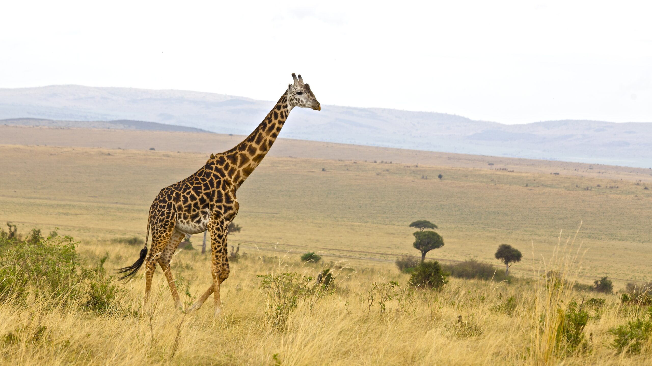 4 days masai mara kenya lodge safari