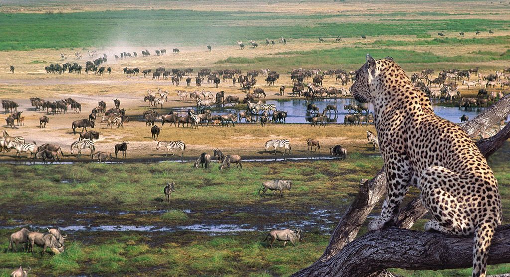 4 days tanzania lodge safari serengeti