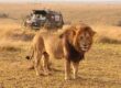 6 days Kenya budget safari
