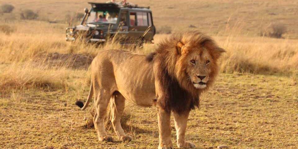 6 days kenya budget safari 6 days Kenya budget safari