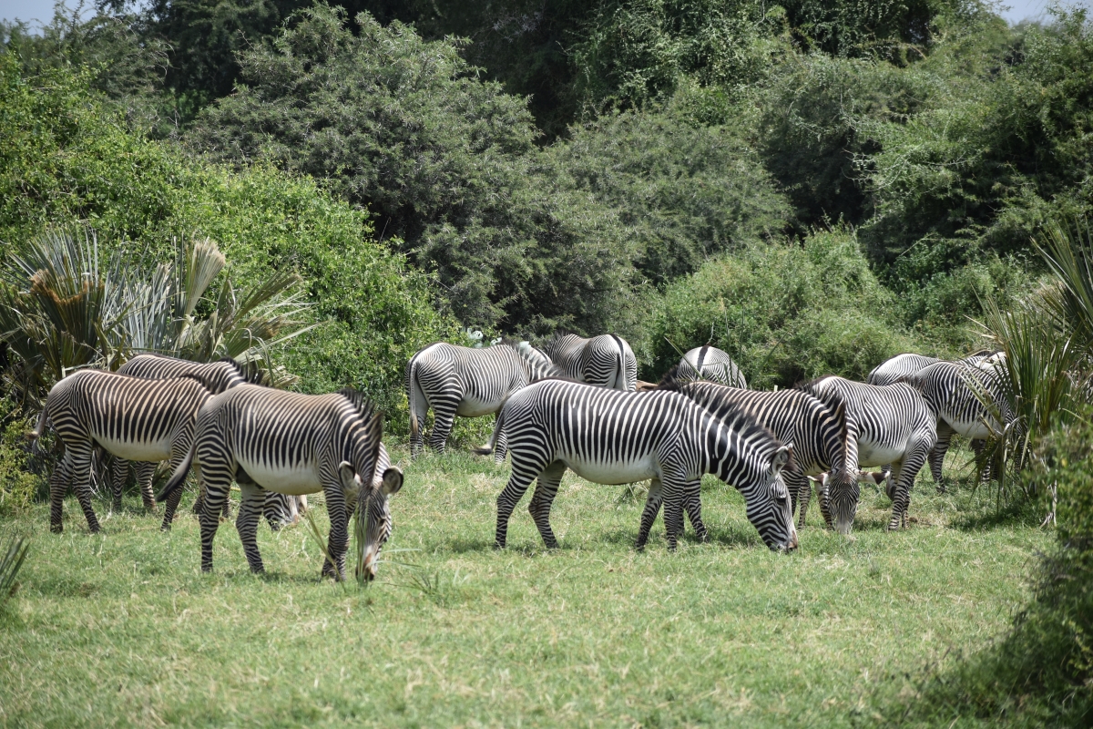 8 DAYS AMAZING KENYA SAFARI HOLIDAY