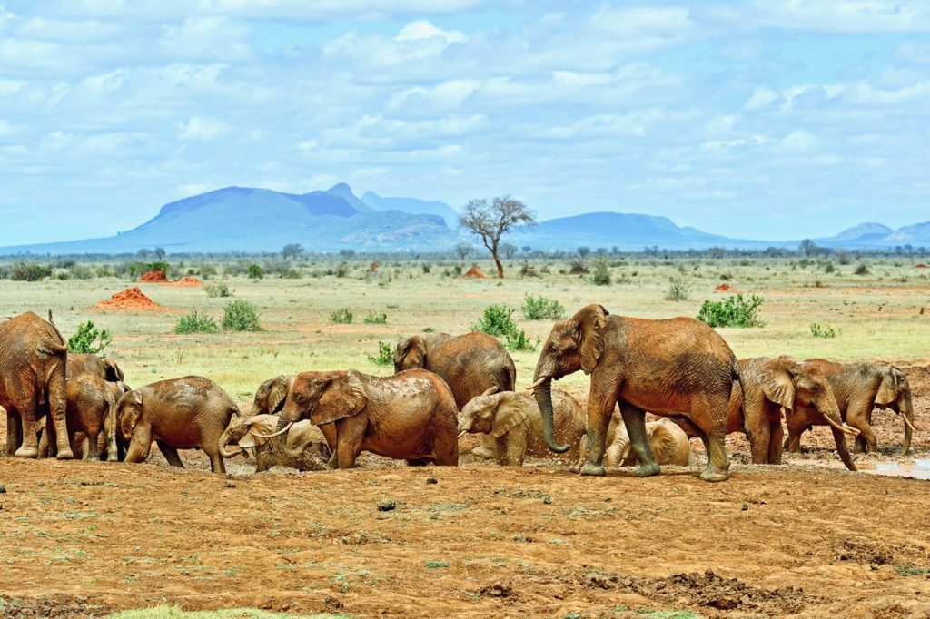 best budget safari kenya