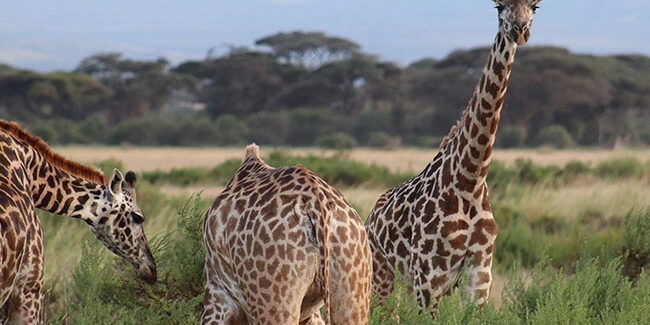 Budget Holiday Safaris- 10 days Kenya Tanzania budget safari Budget Holiday Safaris- 10 days Kenya Tanzania budget safari