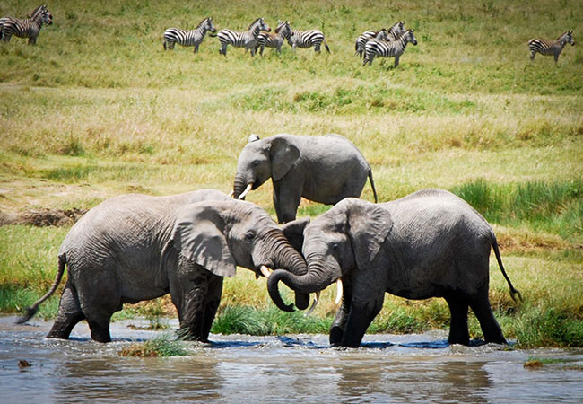 Budget Holiday Safaris -5 days Nothern Tanzania safari tour