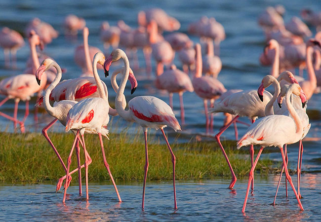 Budget Holiday Safaris- 6 Days Kenya Budget Safari