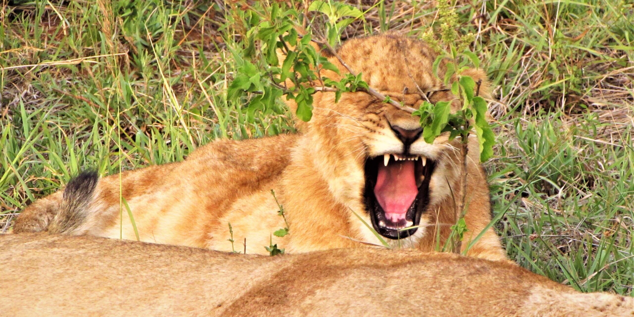 Budget Holiday Safaris