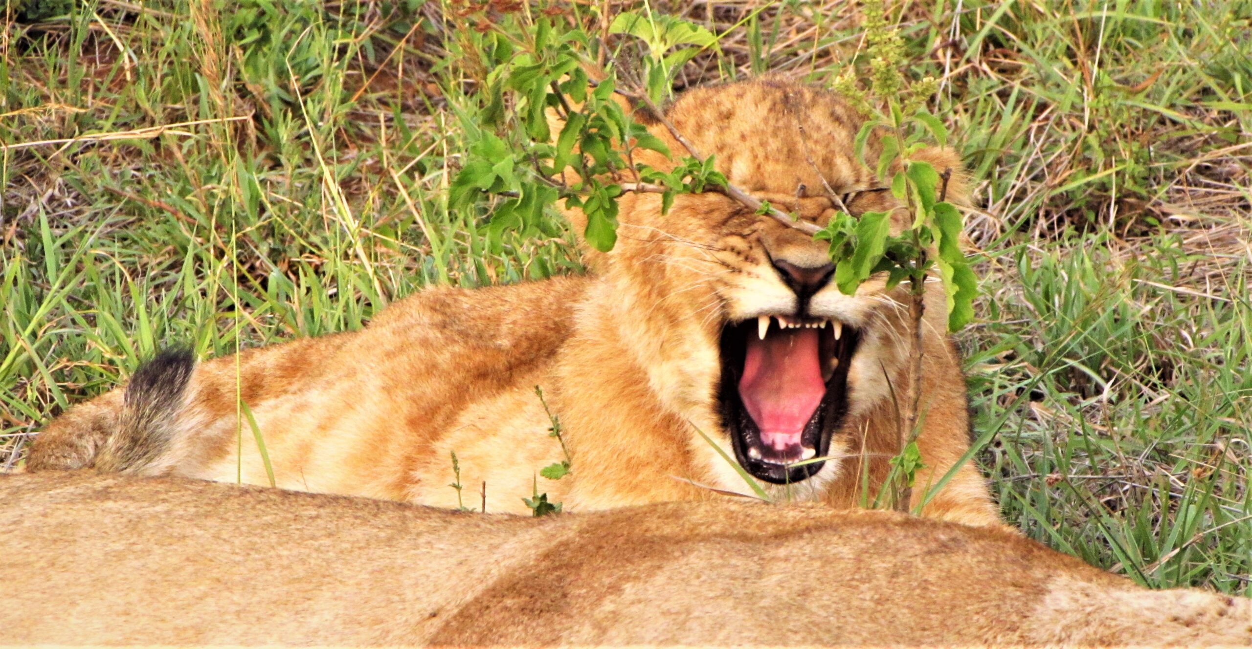 Budget Holiday Safaris